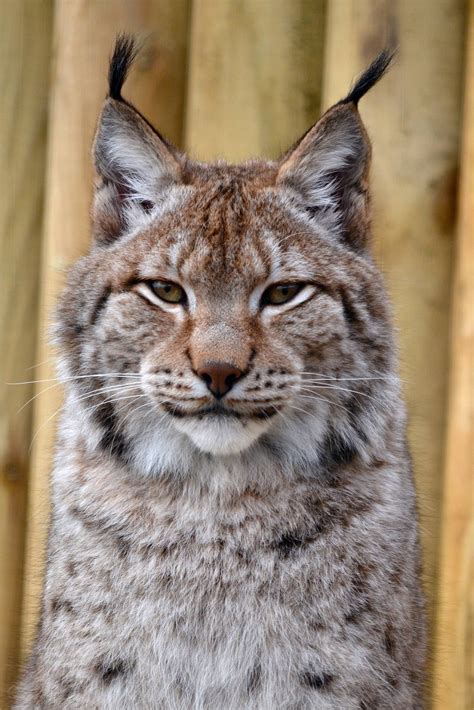 Siberian Lynx Novibet